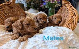 Cockapoo dogs for sale: 🌟 F1b-toy-health tested-cockapoo puppies 🌟  in Droitwich - Image 10