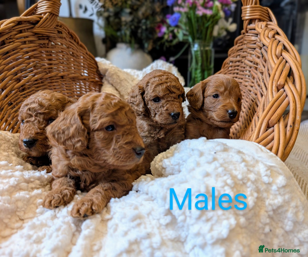 Cockapoo dogs for sale: 🌟 F1b-toy-health tested-cockapoo puppies 🌟  in Droitwich - Image 10