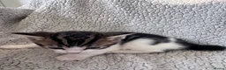 Mixed Breed cats for sale: 8 Beautiful mixed breed kittens looking for a home - Advert 19