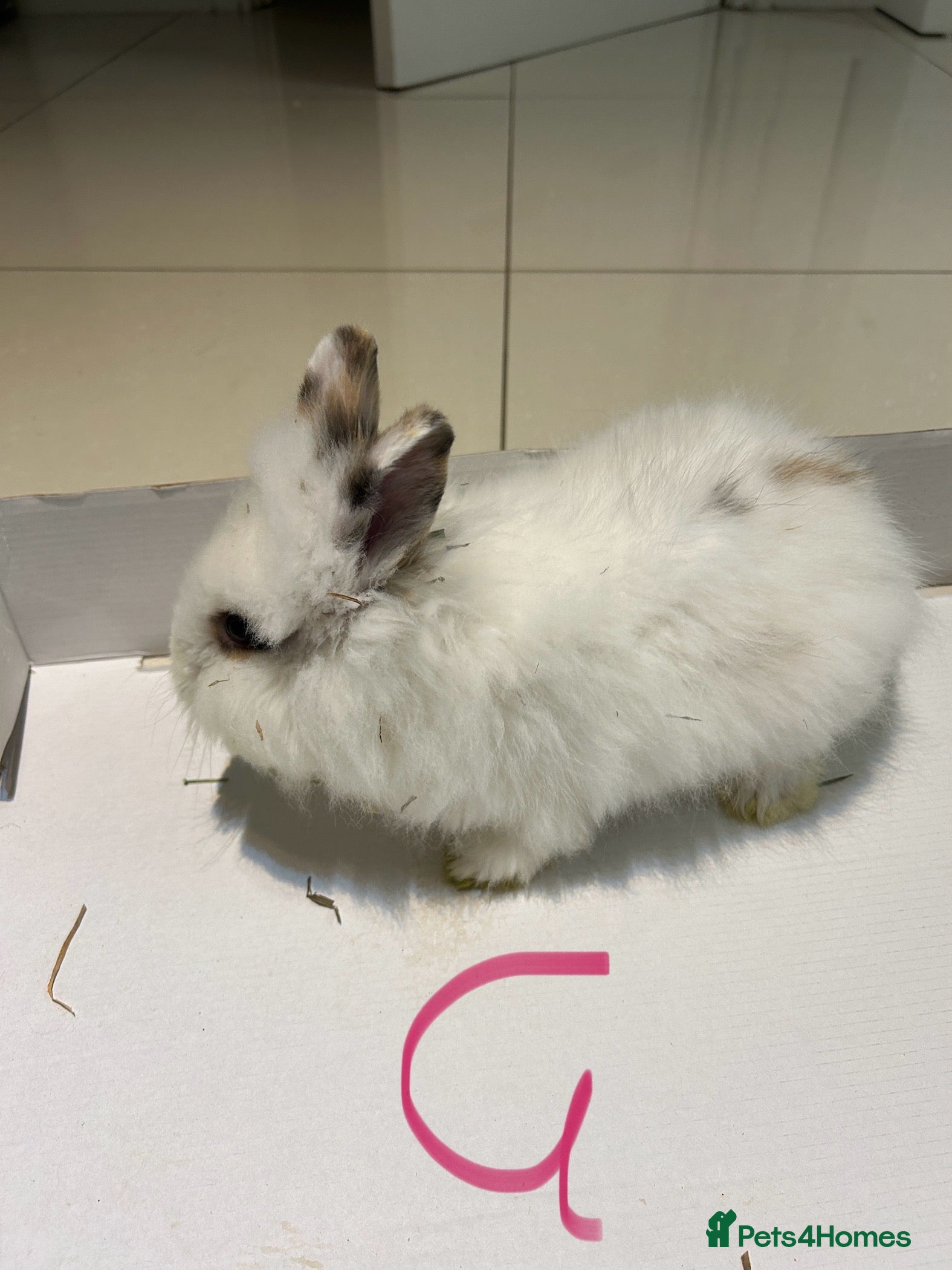 Lionhead rabbits Lionhead  - Advert 5