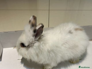 Lionhead rabbits Lionhead - Advert 5