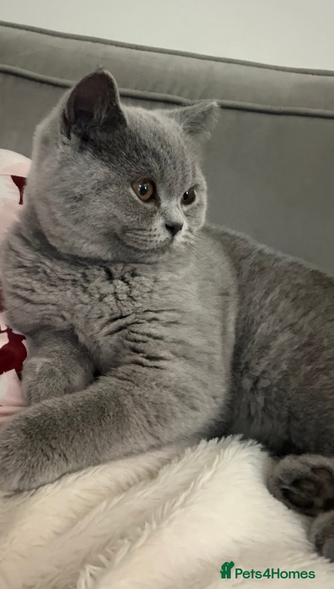 British Shorthair cats for sale: Gorgeous British Shorthair Female Kitten - Advert 3