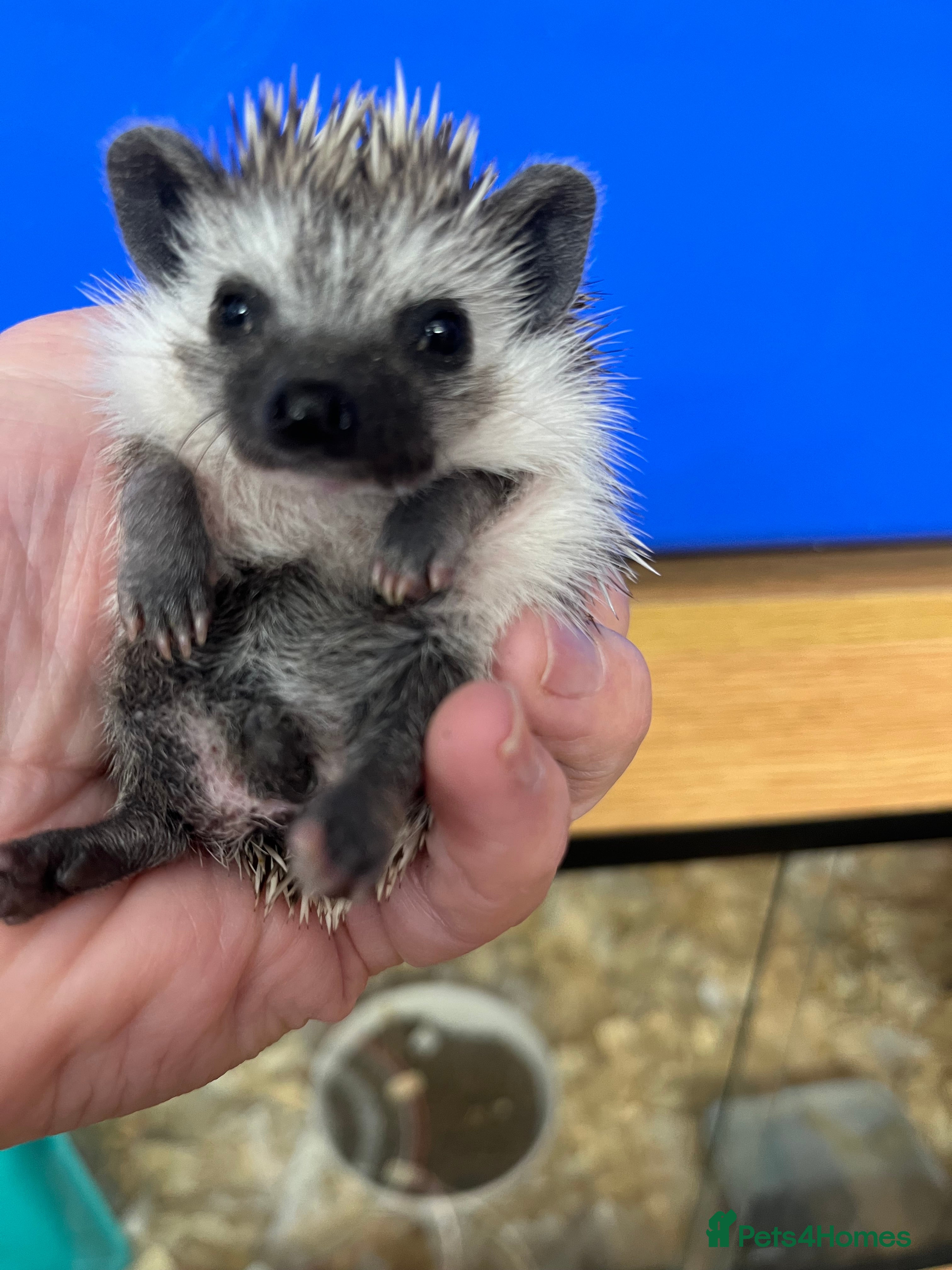 Pygmy Hedgehog rodents Stunning black masked ready today !  - Advert 6