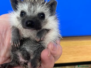 Pygmy Hedgehog rodents Stunning black masked ready today ! - Advert 4
