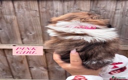 Shih Tzu dogs for sale: Shih tzu  - Image 9