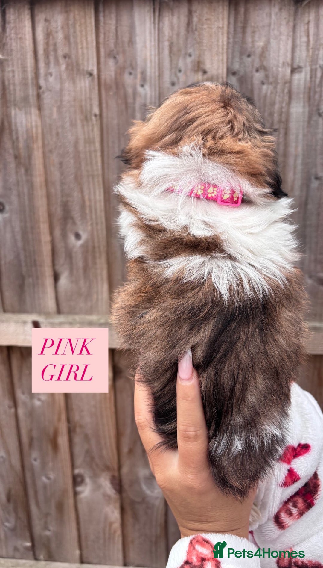 Shih Tzu dogs for sale: Shih tzu  - Image 9