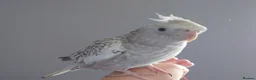 Cockatiels birds for sale: Hand reread hand tame female cockatiel  - Advert 12