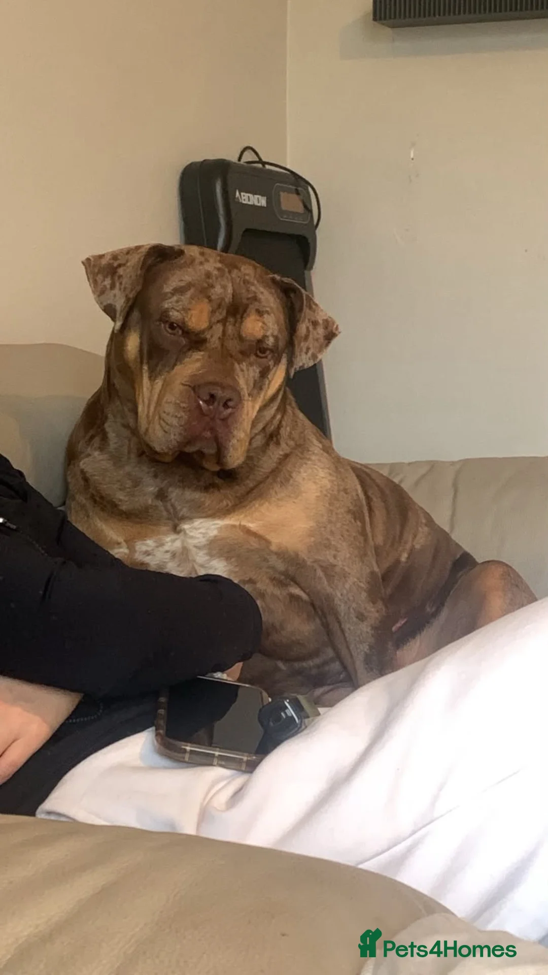 American Bulldog dogs for sale: American bulldog looking for a loving forever home in Saint Helens - Advert 2