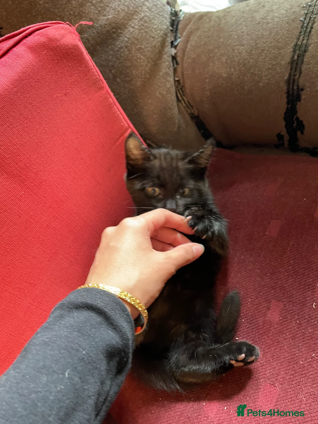 Mixed Breed cats for sale: Litter of 6 sweet kittens in Preston - Advert 2