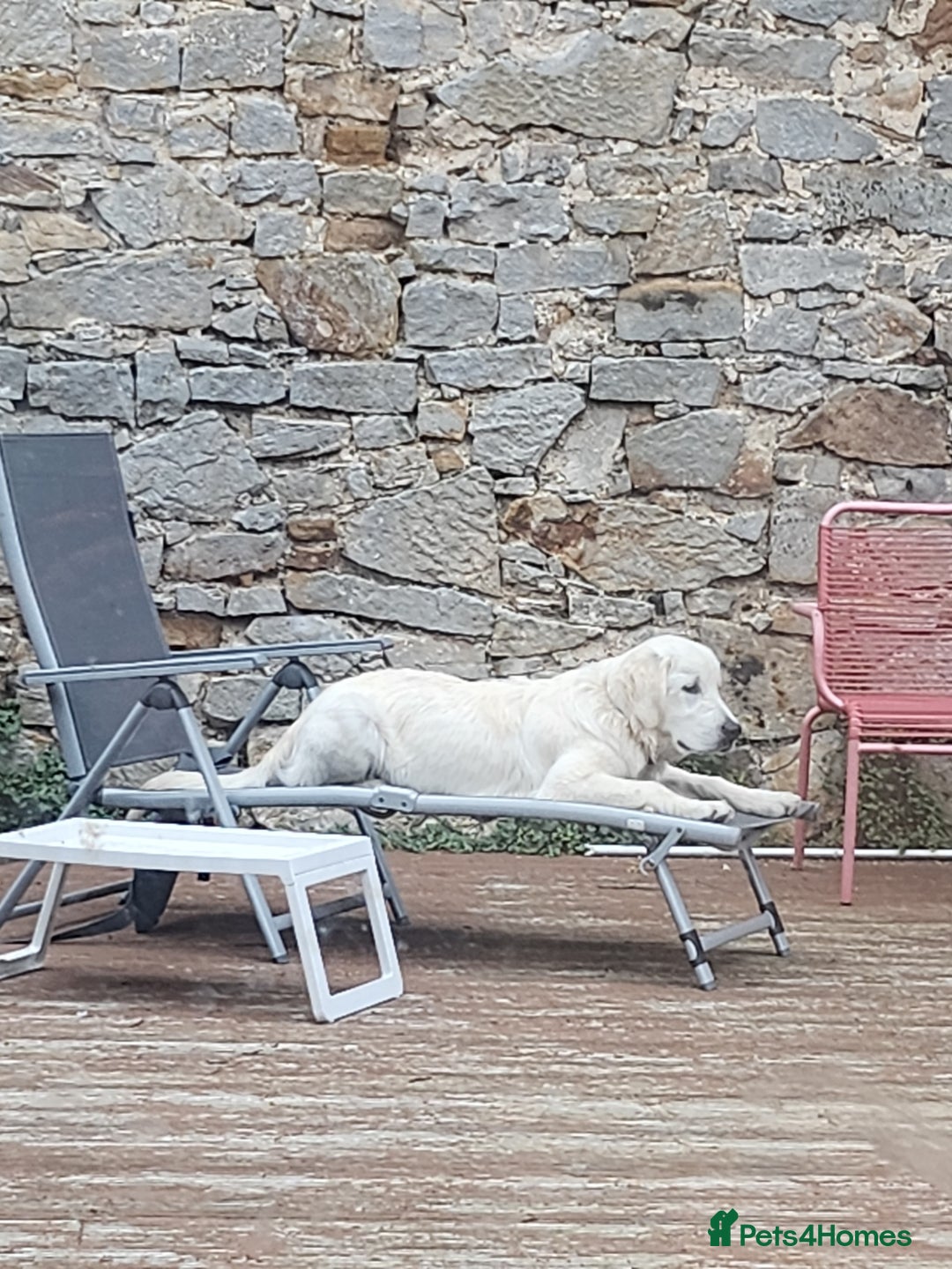 Golden Retriever dogs for stud: Dog available for stud - Advert 6