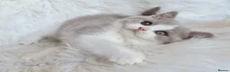 British Shorthair cats for sale: Gorgeous loving purr machines  - Advert 20