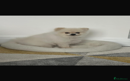 Pomeranian dogs for stud: Beautiful Pomeranian Male Available for Stud - Image 2