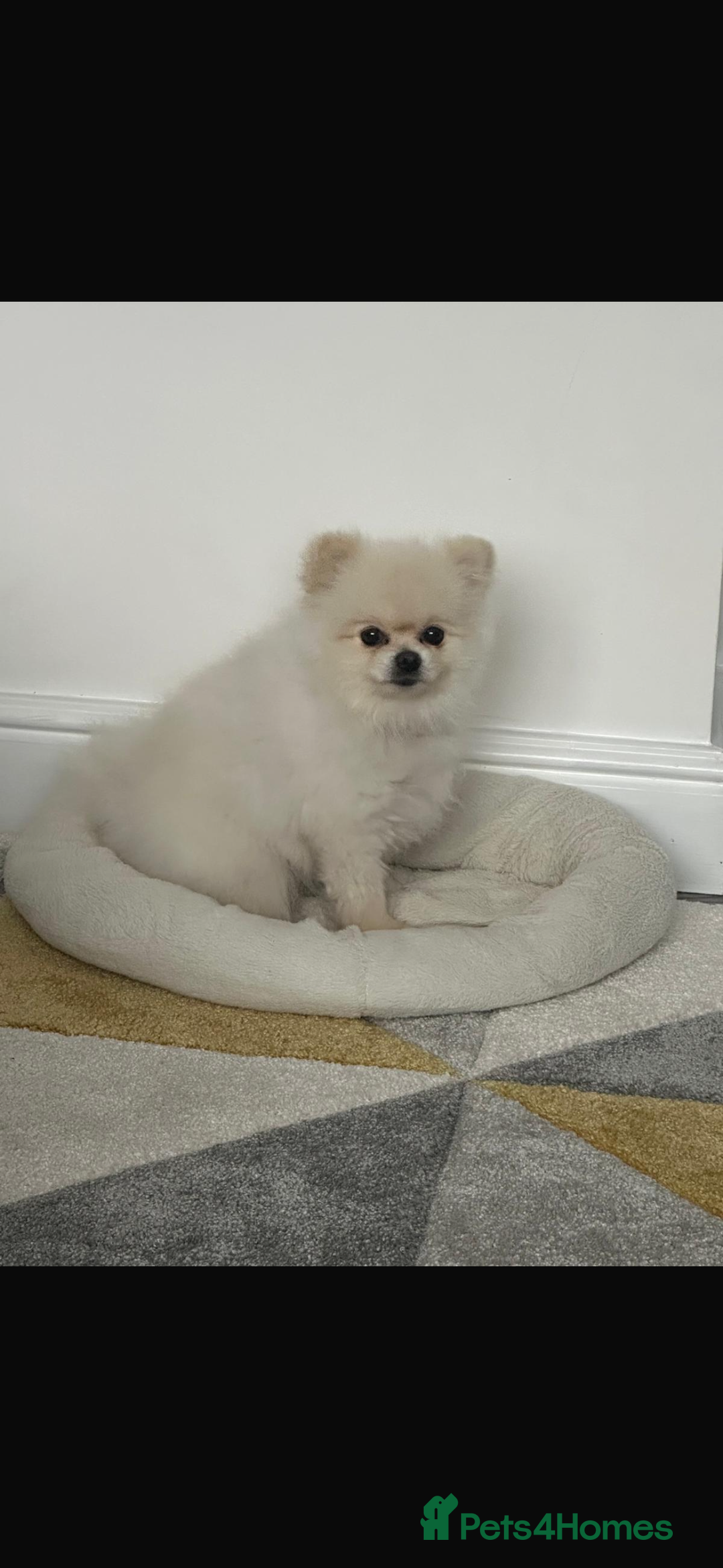 Pomeranian dogs for stud: Beautiful Pomeranian Male Available for Stud - Image 2