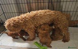 Cavapoo dogs for sale: Red F1B Toy Cavapoos - Image 11