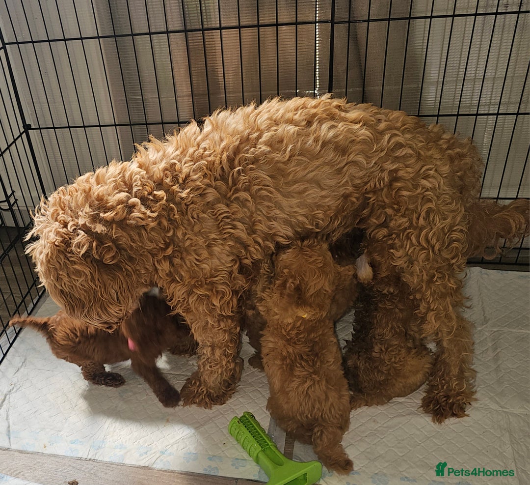 Cavapoo dogs for sale: Red F1B Toy Cavapoos - Image 11