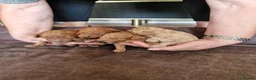 Mixed Breed dogs for sale: Beautiful Red Poodle Puppys for Sale - Advert 5