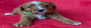 Cavapoo Puppy 2 (Green collar) : Red body with three white paws