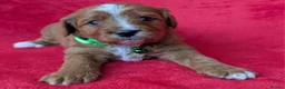Cavapoo dogs for sale: Adorable Cavapoo Puppies From Licensed Breeder - Advert 37