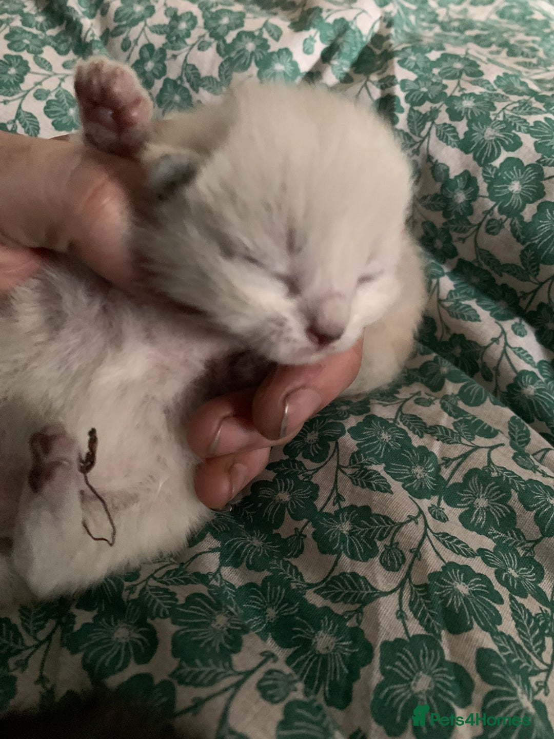 Siamese cats for sale: 🐾✨ White Siamese Maggir Became a Mum! ✨🐾 - Advert 38