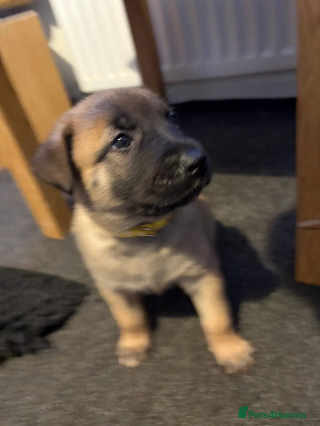 Mixed Breed dogs for sale: Belgium Malinois x Dutch Herder Puppies - Advert 15
