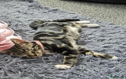 Mixed Breed cats for sale: tigger - Image 5