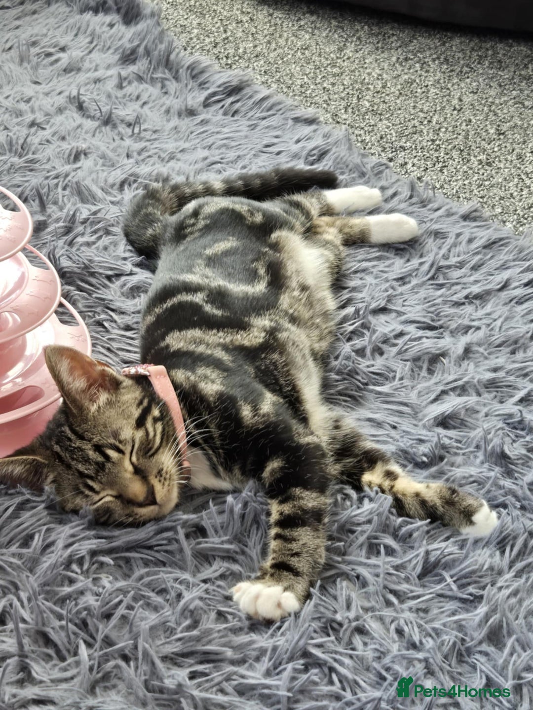 Mixed Breed cats for sale: tigger - Image 5
