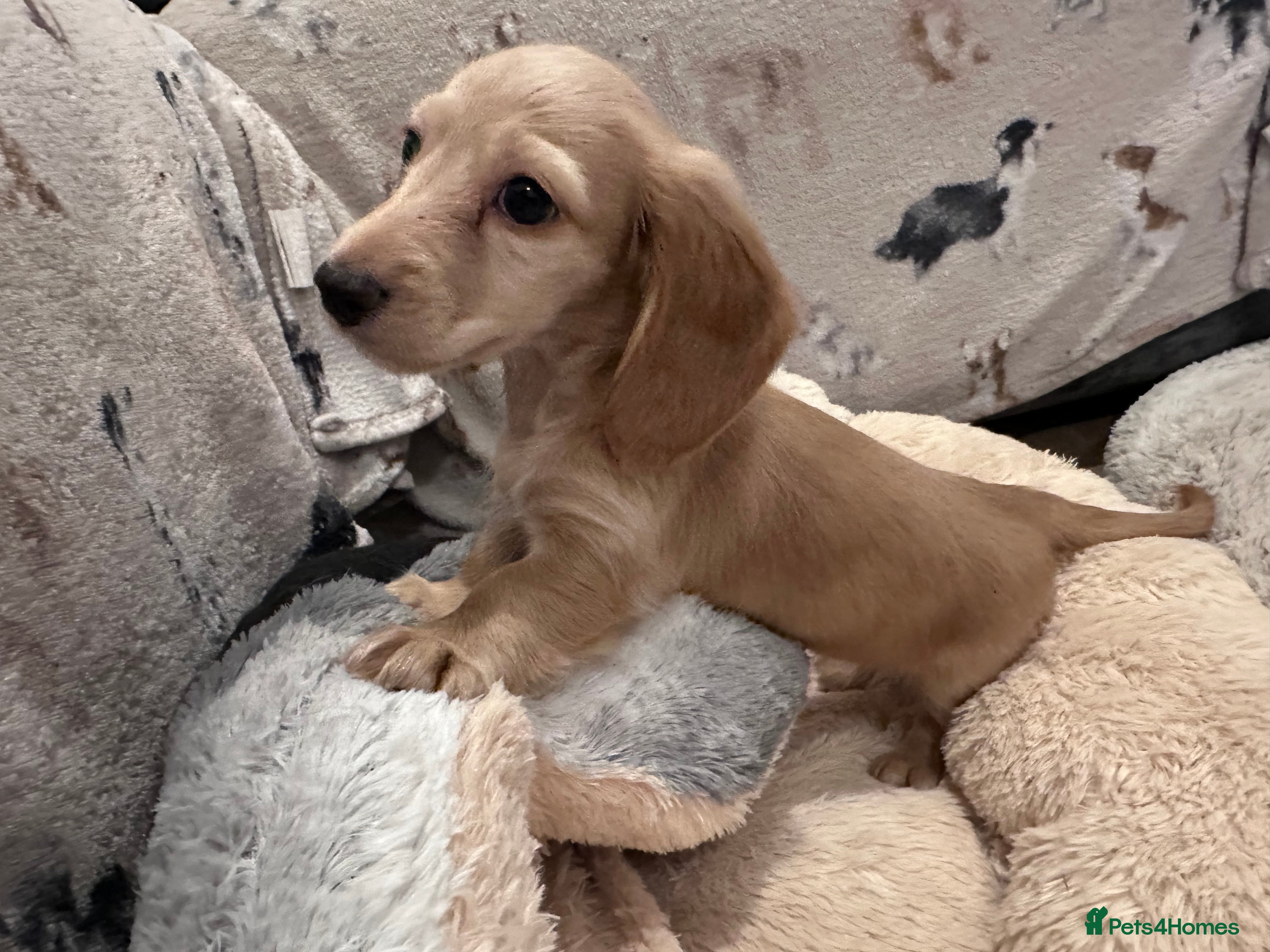 Miniature Dachshund dogs for sale: Miniature long haired dachshunds  - Advert 11