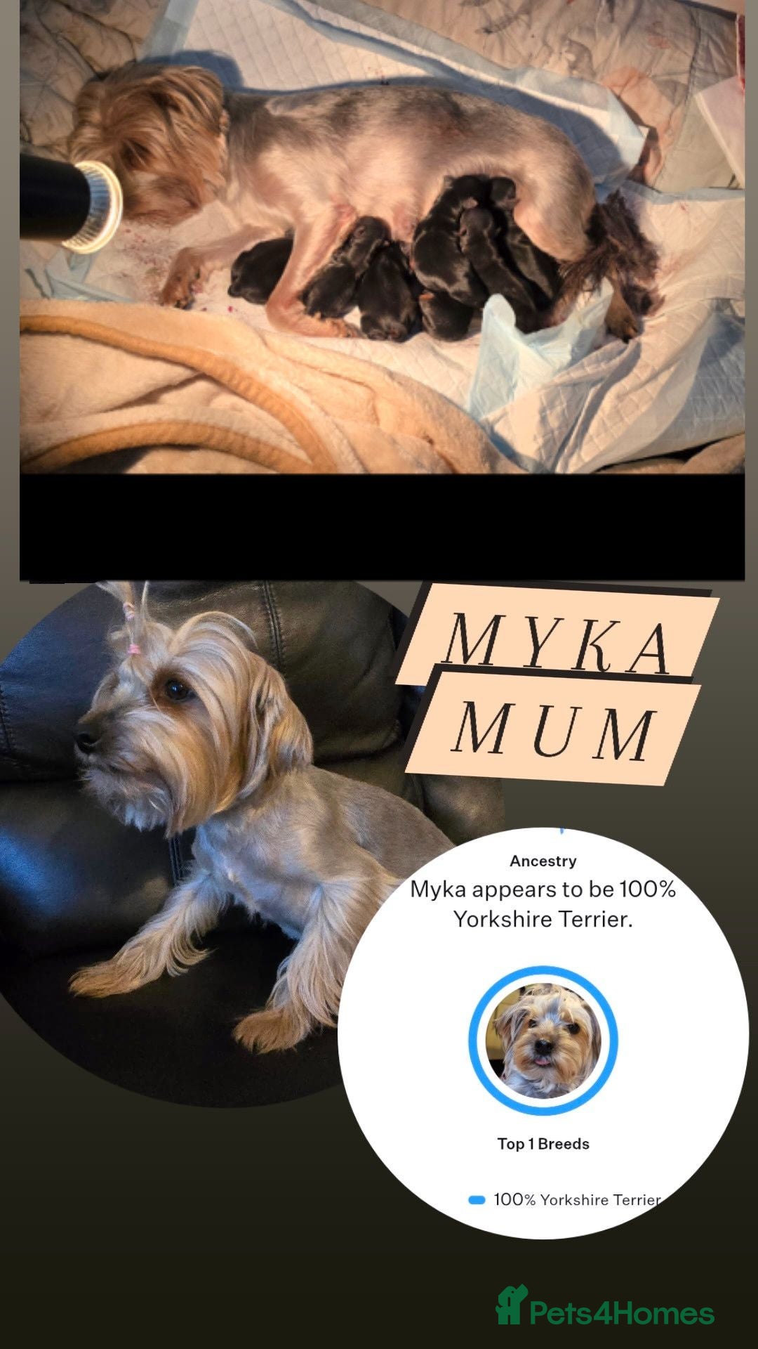 Yorkshire Terrier dogs Lovly puppies for sale  - Advert 1