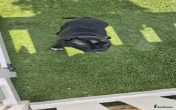 Staffordshire Bull Terrier dogs for sale: Black Female Staffordshire Bull Terrier - Image 8