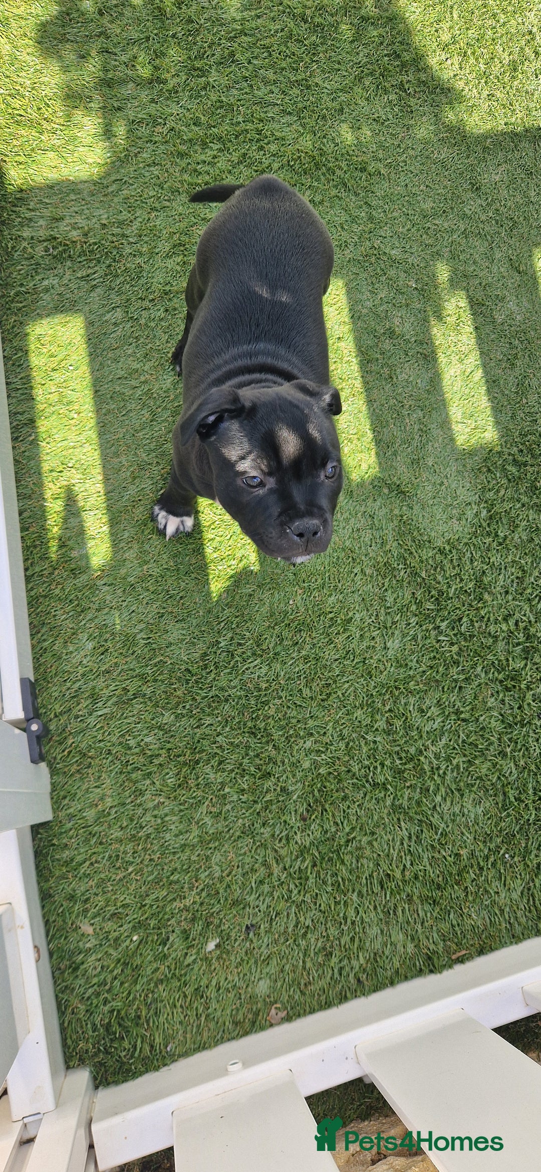 Staffordshire Bull Terrier dogs for sale: Black Female Staffordshire Bull Terrier - Image 8