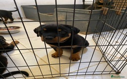 Rottweiler dogs for sale: KC Champion blood lines Rottweiler puppies  - Image 11