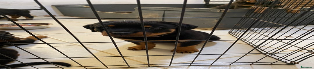Rottweiler Puppy 5