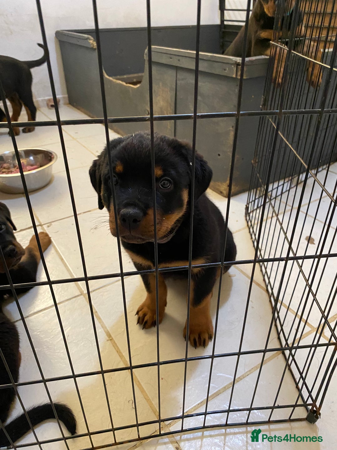 Rottweiler dogs for sale: KC Champion blood lines Rottweiler puppies  - Image 11