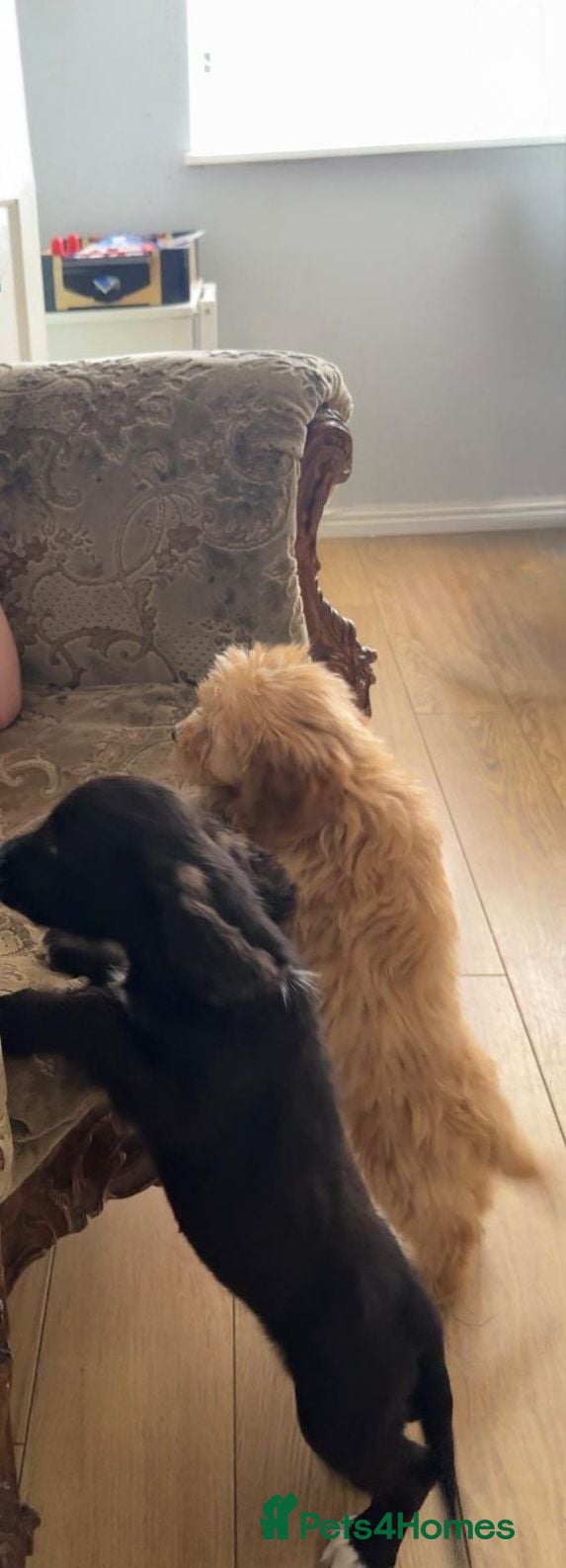 Mixed Breed dogs For sale cockapoo and sproodle - Advert 2