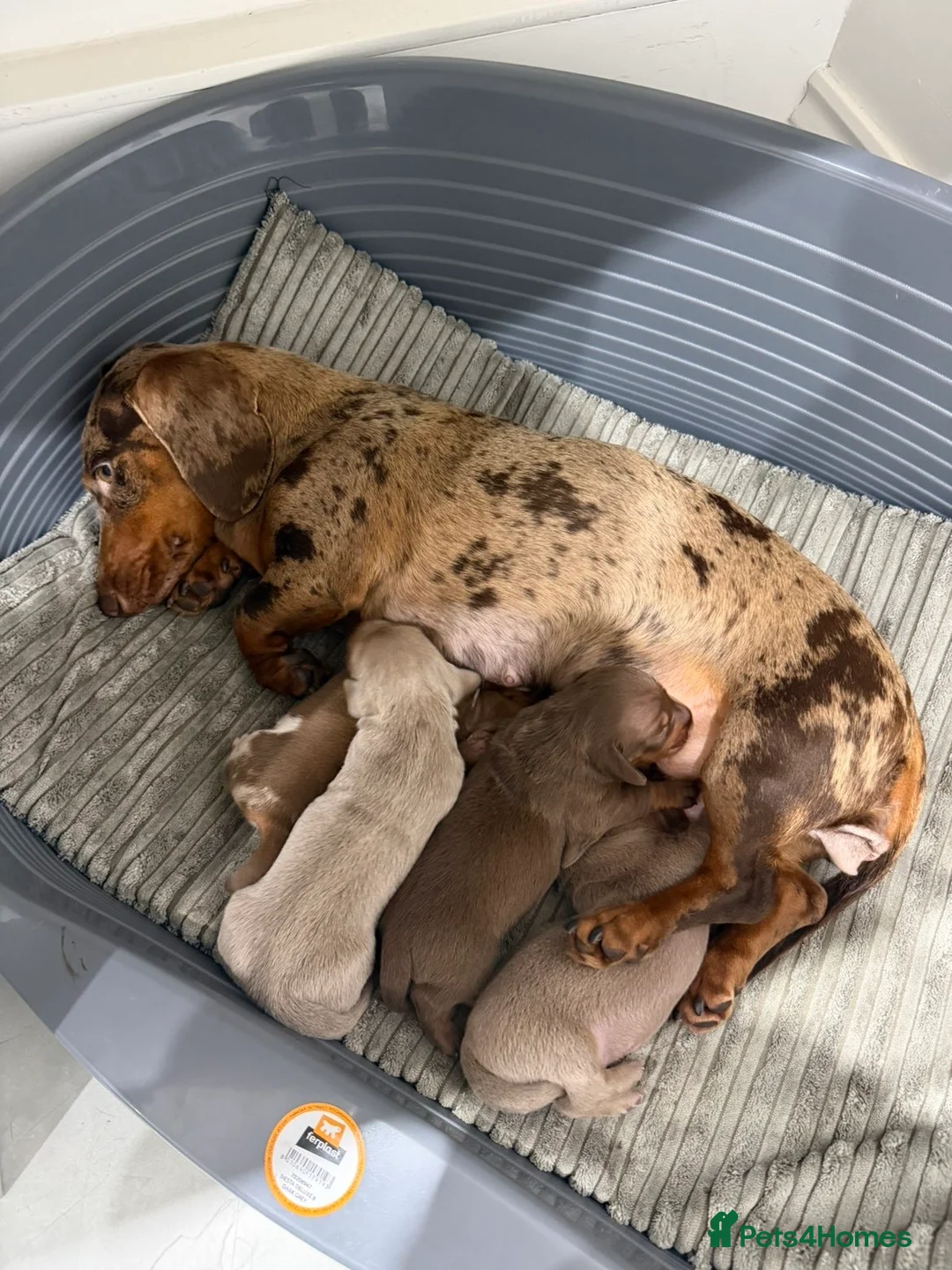 Dachshund dogs for sale: Dachshund Puppy’s  - Advert 2