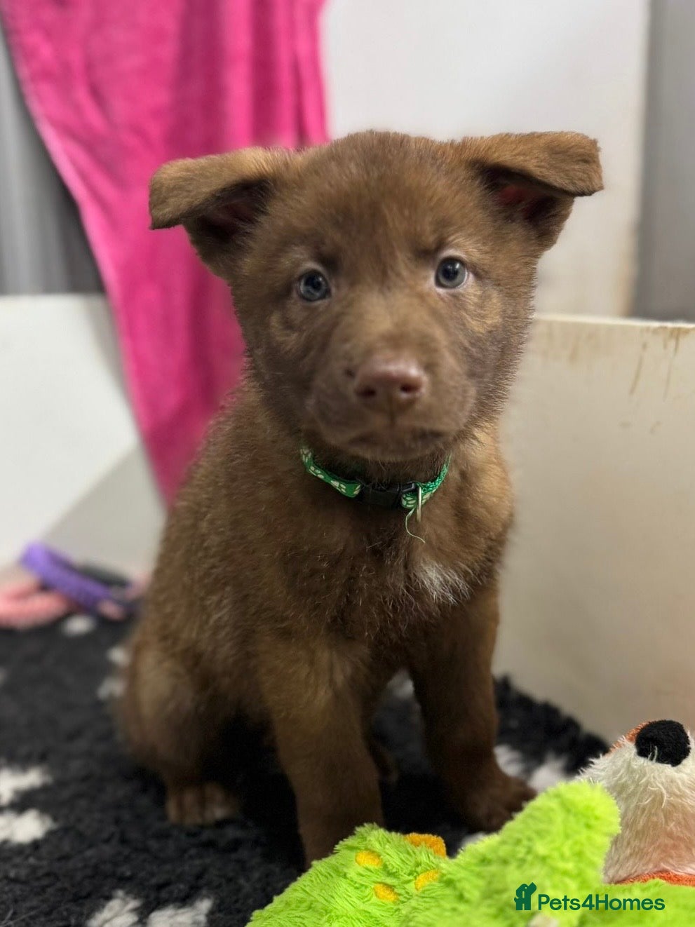 Saarloos Wolfdog dogs Extensively Health Tested Wolfdog Puppies - Advert 1