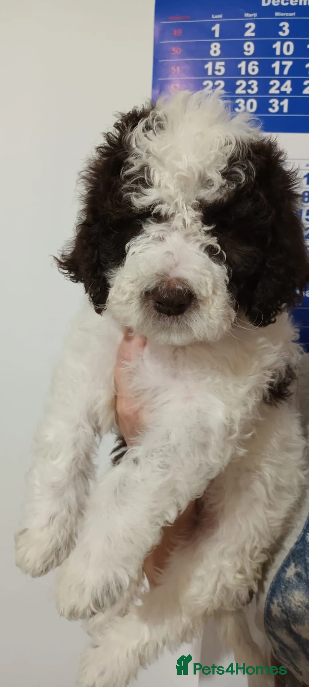 Lagotto Romagnolo dogs for sale: Lagotto Romagnolo - Advert 10