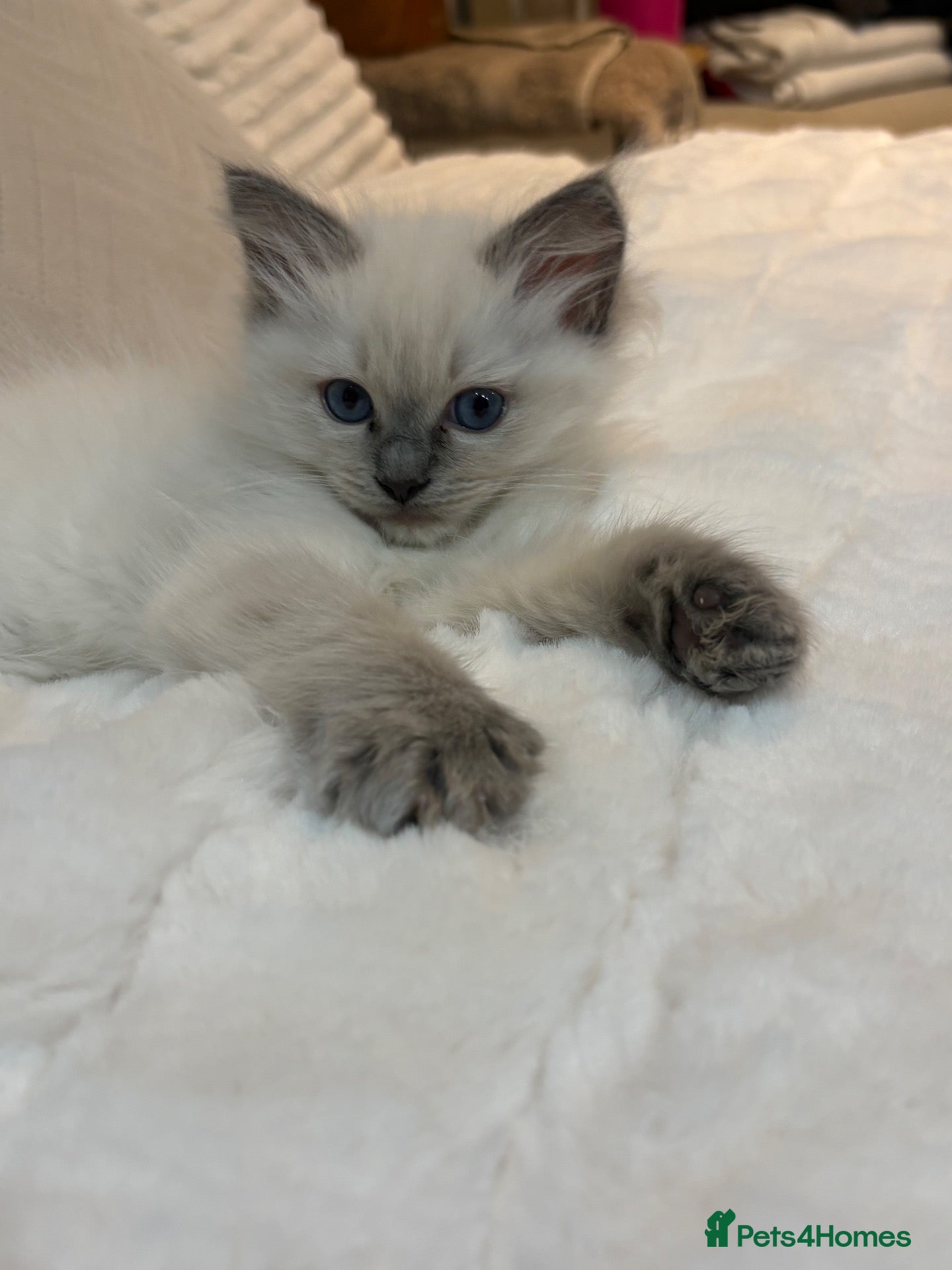 Ragdoll cats Pedigree Dora the Explorer  - Advert 1