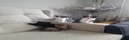Mixed Breed cats for sale: 5 Kittens  in Manchester - Advert 6