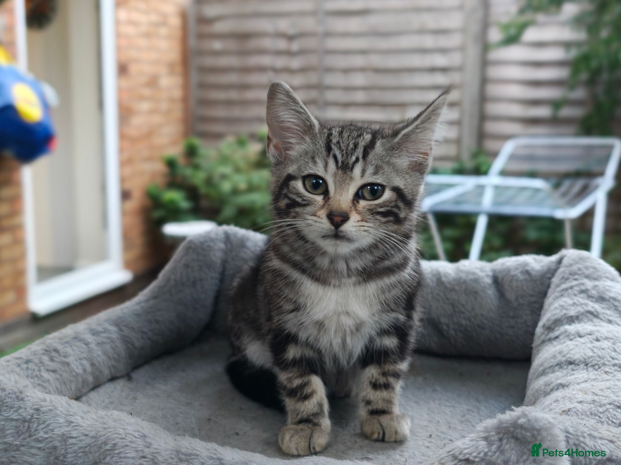 Mixed Breed cats Bengal Marble & British Shorthair  - Advert 1