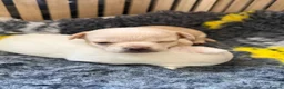 Chihuahua dogs for sale: Smooth coat chihuahua puppies  - Advert 25