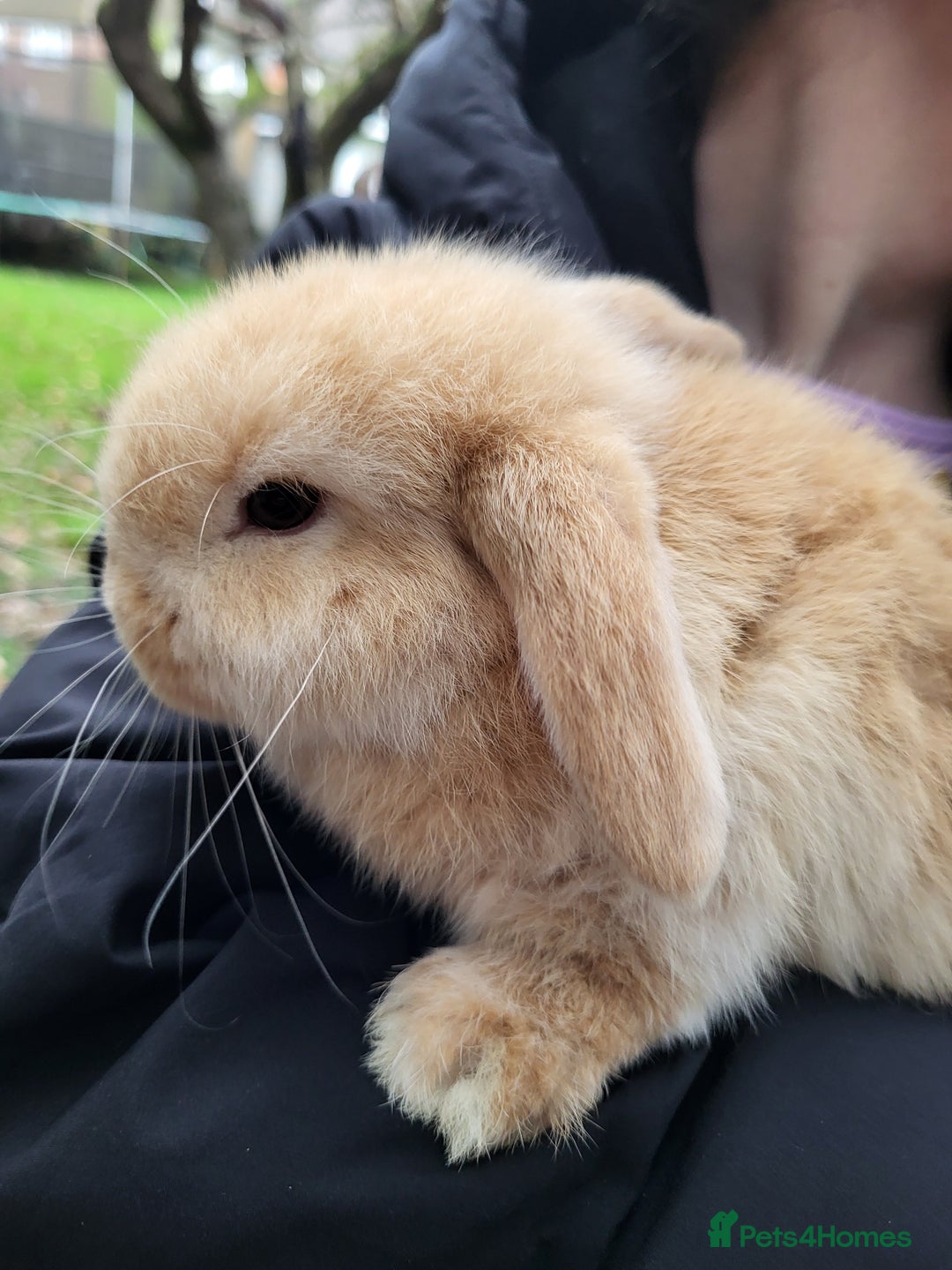 Mini Lop rabbits for sale: Blonde Mini Lop Bunnie very tame ready to leave  - Advert 4