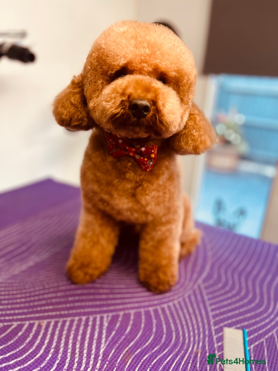Toy Poodle dogs for stud: Leo Toy Poodle fox red Stud in Telford - Advert 4