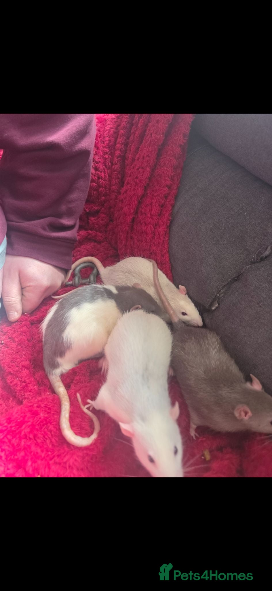 Rat rodents 4 bonded male rats - Advert 5