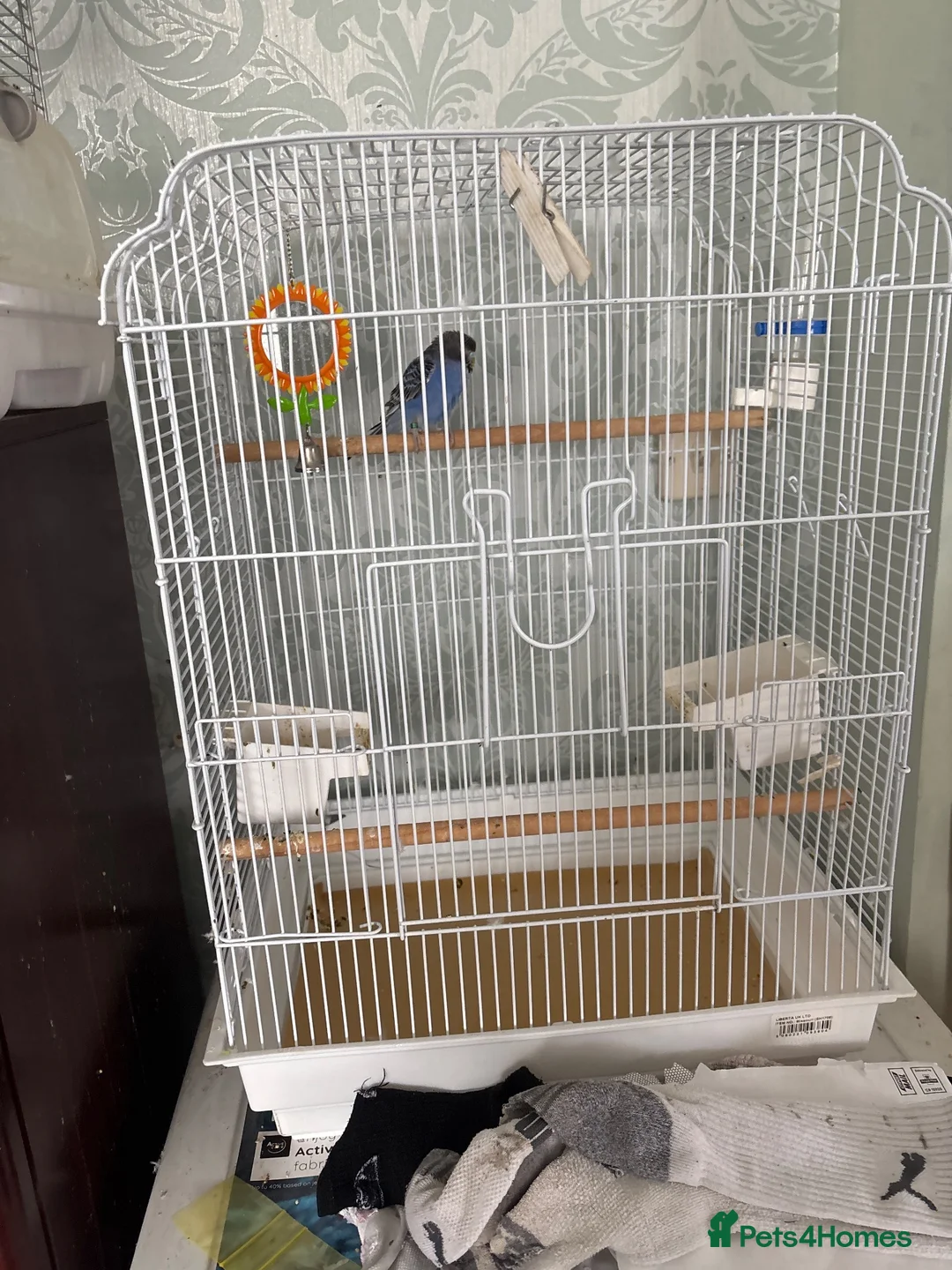 Budgerigars birds for sale: 3 male budgies in Westbury - Advert 2