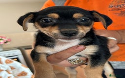 Jack Russell dogs for sale: I have 2 beautiful jack Russell puppy’s  - Advert 4