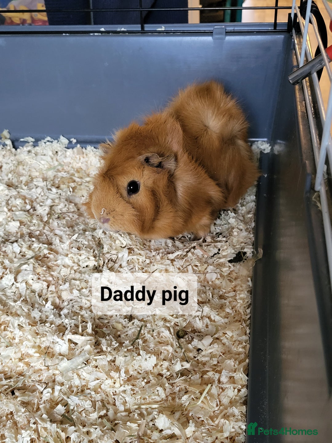 Guinea Pig rodents for sale: Male guinea pigs - Image 8