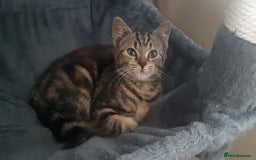 Mixed Breed cats for sale: Mollie and blackie  - Image 27