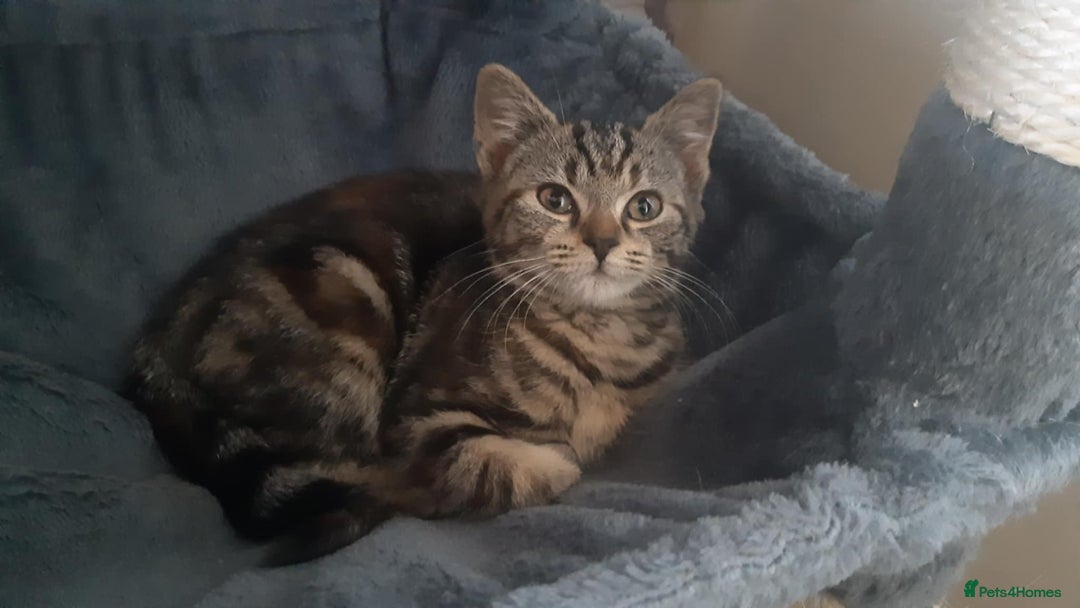 Mixed Breed cats for sale: Mollie and blackie  - Image 27