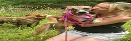 Mixed Breed dogs for adoption: Lizzie - Norwich Norfolk  - Advert 10